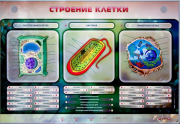 Стенды для кабинета биологии - «globural.ru» - Краснокаменск