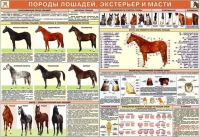 Комплект плакатов "Служебное коневодство" - «globural.ru» - Краснокаменск