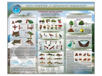 Стенд "Как выжить в суровых условиях" (вариант 1) - «globural.ru» - Краснокаменск