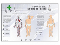 Электрифицированный стенд "Остановка кровотечения" - «globural.ru» - Краснокаменск