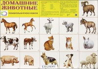 Демонстрационные карточки "Домашние животные" - «globural.ru» - Краснокаменск