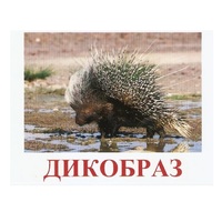 Карточки Домана "Дикие животные-3" - «globural.ru» - Краснокаменск