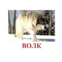 Карточки Домана "Дикие животные-1" - «globural.ru» - Краснокаменск