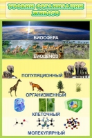 Стенд "Уровни организации живого" - «globural.ru» - Краснокаменск