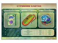 Электрифицированный стенд "Строение клетки" с маркерными полями - «globural.ru» - Краснокаменск
