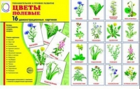 Демонстрационные карточки "Цветы полевые" - «globural.ru» - Краснокаменск