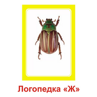 Логопедка "Ж" (логопедические карточки) - «globural.ru» - Краснокаменск