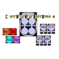 Модель-аппликация "Биосинтез белка" (ламинированная) - «globural.ru» - Краснокаменск