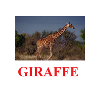"Wild Animals-1" ("Дикие животные-1") английские карточки Домана - «globural.ru» - Краснокаменск