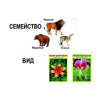 Модель-аппликация "Классификация растений и животных" (ламинированная) - «globural.ru» - Краснокаменск