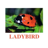 "Insects" ("Насекомые") английские карточки Домана - «globural.ru» - Краснокаменск