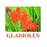 "Flowers-1" ("Цветы-1") английские карточки Домана - «globural.ru» - Краснокаменск