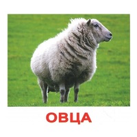 .Карточки Домана "Домашние животные" - «globural.ru» - Краснокаменск