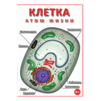 DVD Клетка - "атом жизни" - «globural.ru» - Краснокаменск
