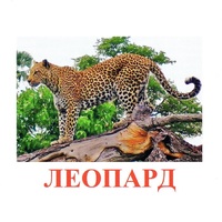 Карточки Домана "Дикие животные-2" - «globural.ru» - Краснокаменск