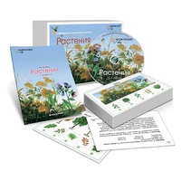 Комбинированное наглядное пособие «Растения» - «globural.ru» - Краснокаменск
