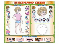 Стенд маркерный "Познаю себя" (тело, голова, органы чувств) - «globural.ru» - Краснокаменск