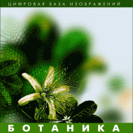Ботаника. (Цифровая база изображений) - «globural.ru» - Краснокаменск