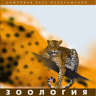 Зоология. (Цифровая база изображений) - «globural.ru» - Краснокаменск