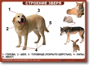 Ознакомление с окружающим миром. 1-4 класс. Комплект таблиц. Наглядные пособия для начальной школы, учебные пособия - «globural.ru» - Краснокаменск