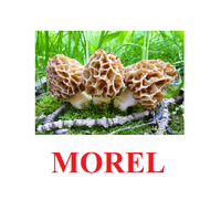 "Mushrooms" ("Грибы") английские карточки Домана - «globural.ru» - Краснокаменск
