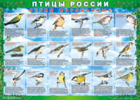 Таблица Птицы России из  4 листов в комплекте 1000*1400 винил	 - «globural.ru» - Краснокаменск
