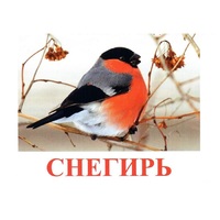 Карточки Домана "Птицы-1" - «globural.ru» - Краснокаменск