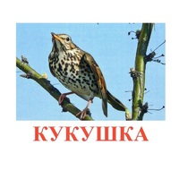 Карточки Домана "Птицы-3" - «globural.ru» - Краснокаменск