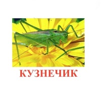 Карточки Домана "Насекомые" - «globural.ru» - Краснокаменск
