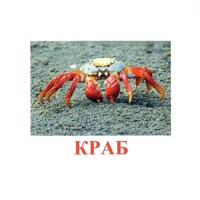 Карточки Домана "Подводный мир" - «globural.ru» - Краснокаменск