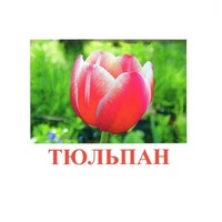 Карточки Домана "Цветы-1" - «globural.ru» - Краснокаменск