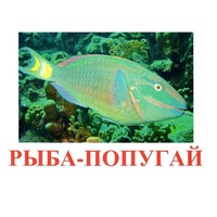 Карточки Домана "Рыбы" - «globural.ru» - Краснокаменск