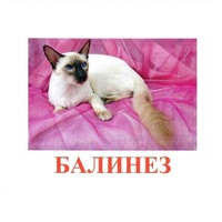 Карточки Домана "Породы кошек" - «globural.ru» - Краснокаменск
