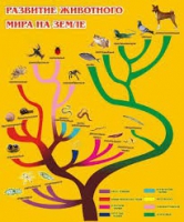 Стенд "Развитие животного мира на земле" - «globural.ru» - Краснокаменск