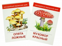Раздаточные карточки "Грибы съедобные и не съедобные" - «globural.ru» - Краснокаменск