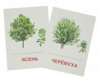 Раздаточные карточки "Деревья и кустарники" - «globural.ru» - Краснокаменск