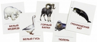 Раздаточные карточки "Животные холодных широт" - «globural.ru» - Краснокаменск