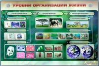 Электрифицированный стенд "Уровни организации жизни" - «globural.ru» - Краснокаменск