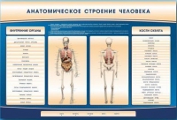 Электрифицированный стенд-тренажер c макетом скелета "Анатомическое строение человека" - «globural.ru» - Краснокаменск