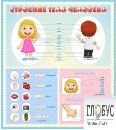 Стенд "Строение человека" для детей - «globural.ru» - Краснокаменск