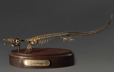 Модель скелета мозазавра Mosasaurus - «globural.ru» - Краснокаменск